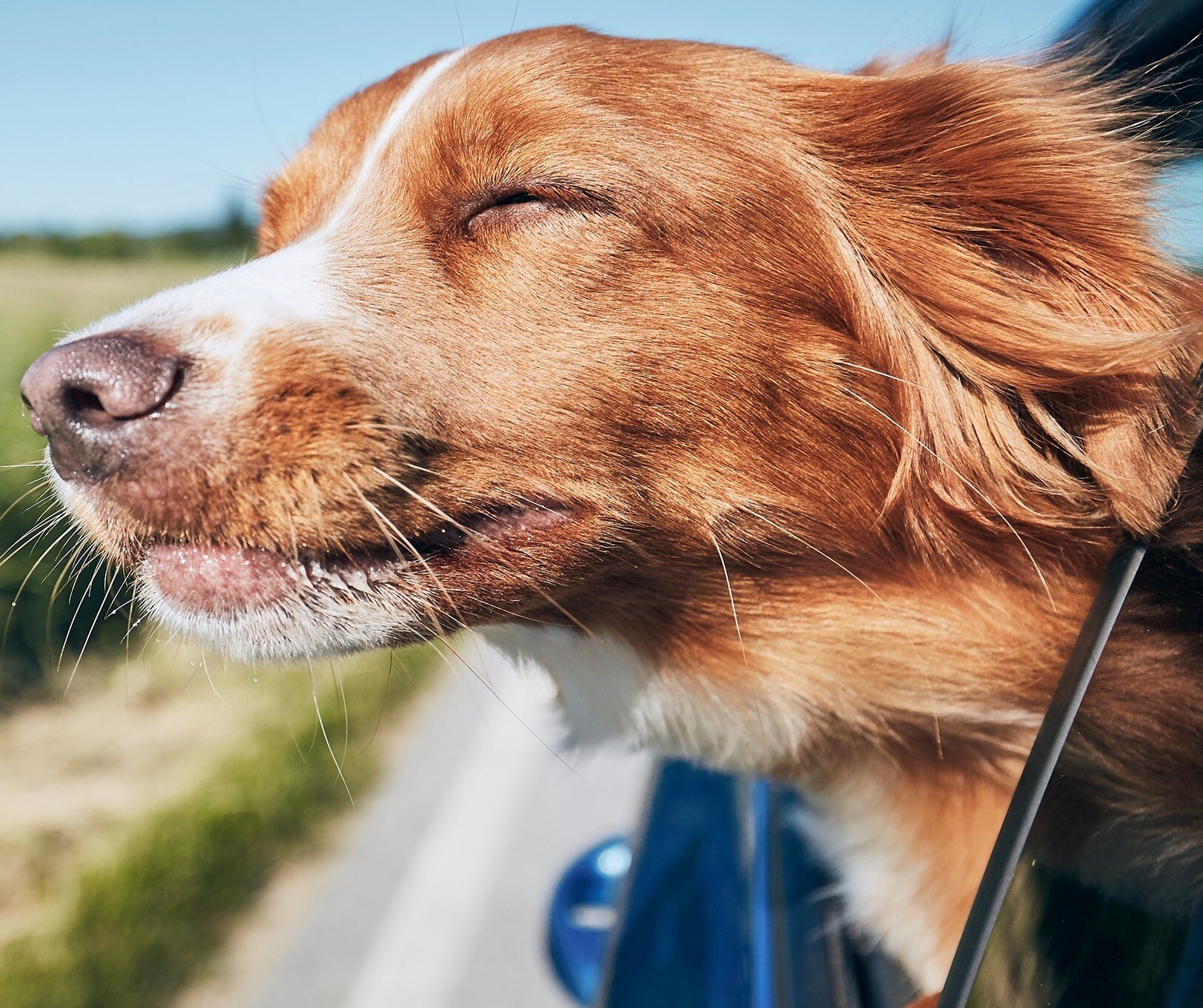 dog holding head out of car