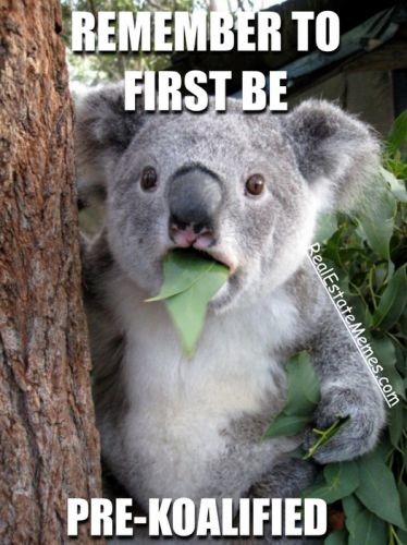 Koala meme